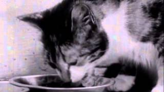 Kitty Cleans Up (1949)