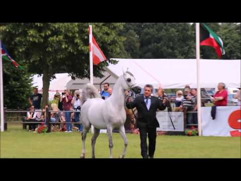 Profender K.A. Int. Days for Arabian Horses Ströhen