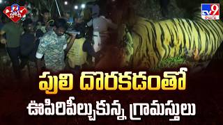 Download lagu పులి దొరకడంతో ఊపిరిపీల్చుకున్న గ్రామస్తులు | East Godavari Tiger Updates | 2 States - TV9 mp3