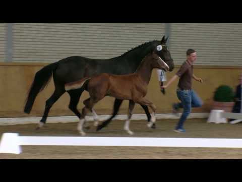 Hf v Floriscount x Sandro Hit x Don Schufro 2017