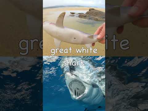 Learn Shark Names for Kids at the Beach: Blue Basking Nurse Great White Bull Lemon Sharks