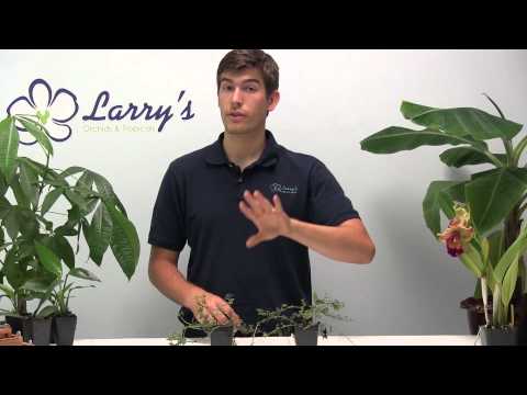 How to Grow Mint With Ease - Growing Guide