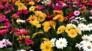 Homage to the Ancient ones...Music by R.Carlos Nakai