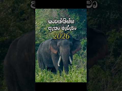 උන් අපිට නැති කළ දළ ඇත්තු🐘💔#elephant #srilanka #shorts #