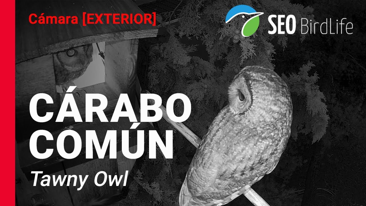 Live webcam view of Toledo Tawny Owl Live Cam