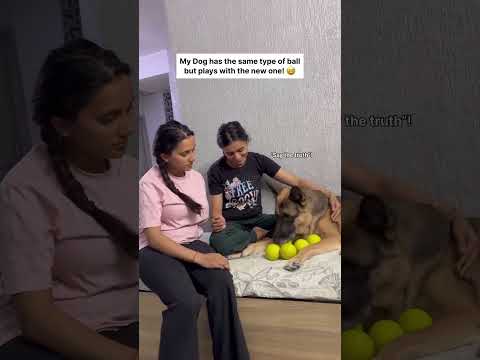 He needs his new ball🤣🤣 #ball #germanshepherd #dog