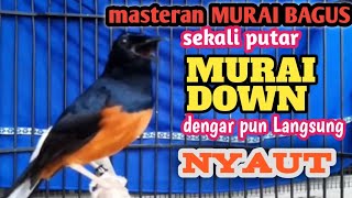 Download lagu SUARA KICAU MASTER MURAI BATU,Sangat Jitu buat PancingaN MURAI DIAM JADI NYAUT DAN GACOR!SANGJUARA mp3 Download lagu SUARA KICAU MASTER MURAI BATU,Sangat Jitu buat PancingaN MURAI DIAM JADI NYAUT DAN GACOR!SANGJUARA mp3