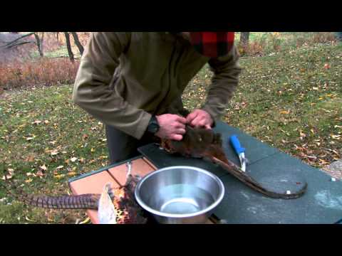 From Field to Table: How to Clean a Pheasant