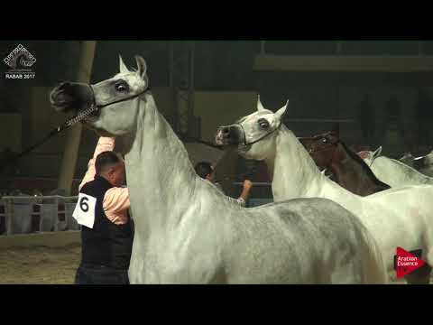 Rabab 2017 - Senior Mares Championship