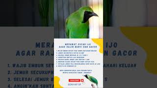 Download lagu cara merawat cucak ijo mp3