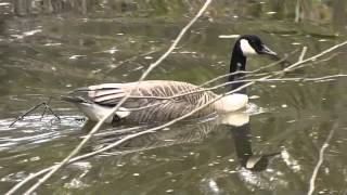 preview picture of video 'Canada Goose. Ravenshill Woodland Reserve, Lulsley, Knightwick, Worcestershire, England'