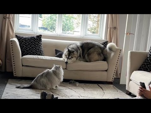 Giant Cat Beats Up Dog!! (Maine Coon V Malamute)