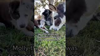 Molly the donkey is lk the Leonardo DiCaprio of Donkeys. Luvs them young😂 #bordercollie kangal