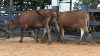 Vídeo 143 - 1ª ETAPA MEGA LIQUIDAÇÃO TOTAL AGROPECUÁRIA MARAJOARA - DIA 4 | GADO GIROLANDO E HOLANDÊS