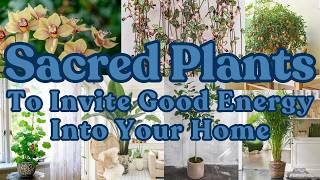 Top 10 Spiritual Plants to Bring Positive Energy To Your Home and Attract Wealth!