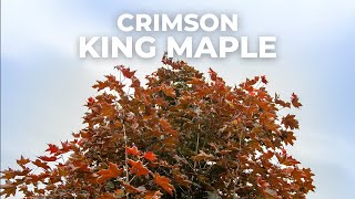 Crimson King Maple: Tree Of The Week