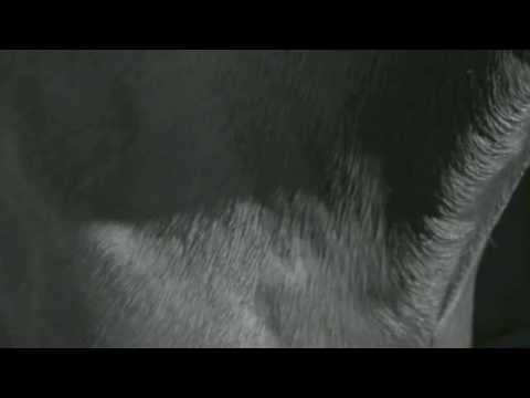 Syndrome "Now And Forever" (official videoclip)