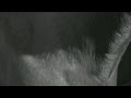 Syndrome "Now And Forever" (official ...
