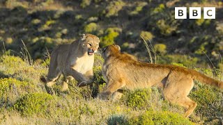 Puma mothers in savage battle | Dynasties II - BBC