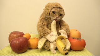 Kattenaap 2016
