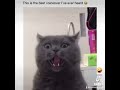 Cat Laughing Biting Fingers