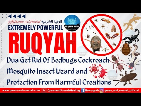 Ruqyah Dua Get Rid Of Bedbugs Cockroach Mosquito Insect Lizard and Protection From Harmful Creations