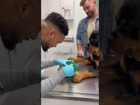 Rottweiler vs Chihuahua | This Dog Deserves an Oscar for This Vet Visit#chihuahua#rottweiler#dog