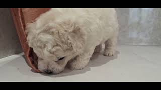 ビションフリーゼの動画01