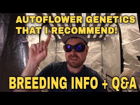 What Autoflower Gentics Do I Recommend - Breeding Info and Q and A's