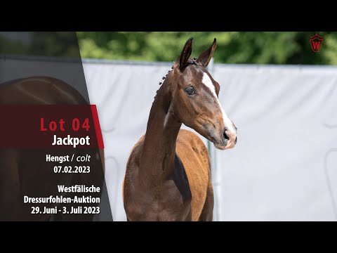 Dressurfohlen-Auktion Lot  04 Jackpot Hengst v. Jovian - Dankeschön