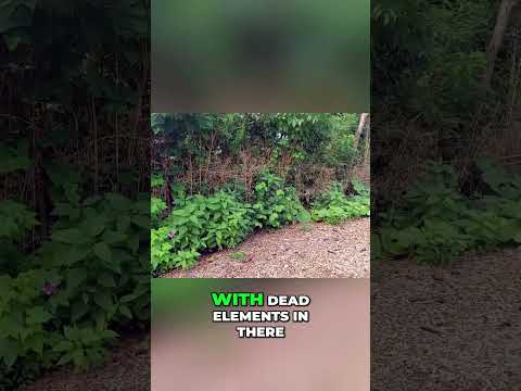 Create a Lush Living Wall for Privacy Under $20!