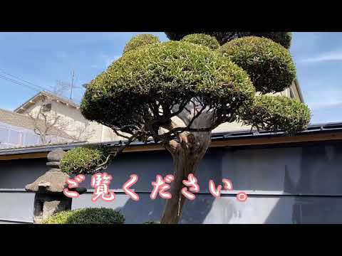 jardin-japonais-bonsaï-conifère-superbe-pot-carré
