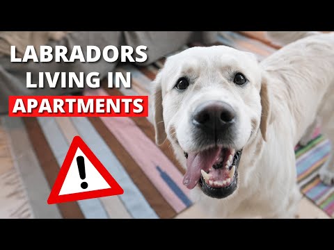 YouTube video about: Are labradors good apartment dogs?