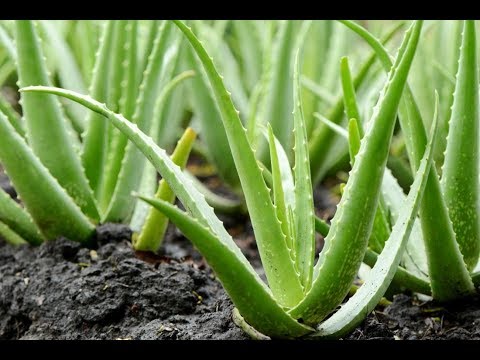 ঘৃতকুমারী(Aloevera) ঔষধিগুন ,ব্যবহার, চাষ পদ্ধতি, খরচ ও লাভের হিসাব...