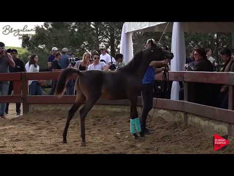 Brazilian Farm Tours 2019 - Haras Cruzeiro part 2
