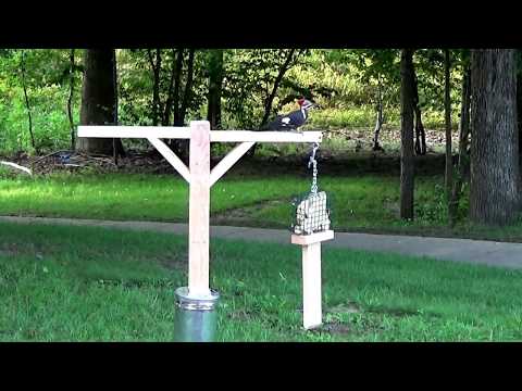 PILEATED WOODPECKER tries out his new suet feeder!