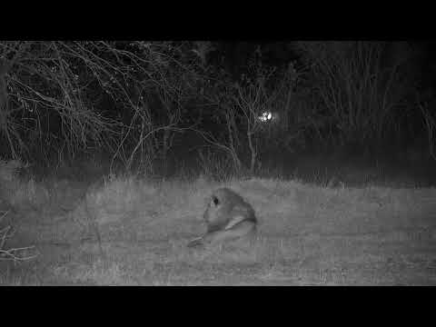 Djuma: Lion-Dark Mane of Avoca males-grooming-roars at the end - 22:38 - 09/10/21