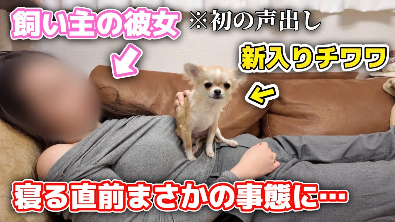 彼女と新入りチワワとのリアルな夜を撮影していたらまさかの…