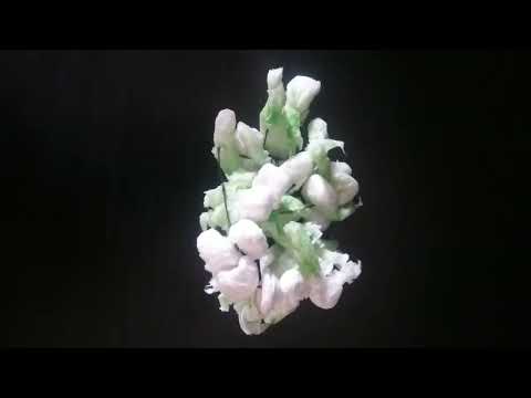 flower 🌸 ll Adiba amazing world 🗺 ll @Adiba2023