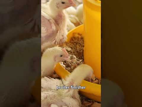 Broiler Chicken Farming broilerchicken poultryfarming chicken poultrymanagement