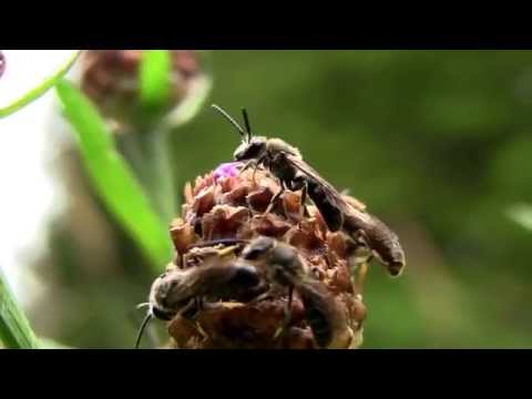 Närbild på Skogsbandbi, Halictus rubicundus