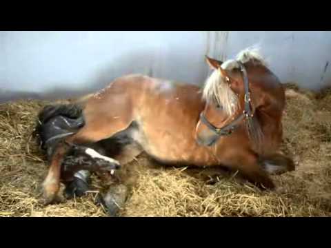 Rönningsholms Moa får sitt första föl