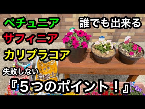 セクロピア・オブツシフォリア