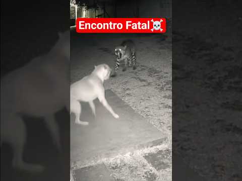 Pitbull vs Jaguar: The Fight No One Expected to See! #shorts