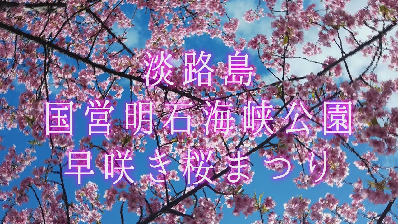 淡路島の桜の名所　淡路島国営明石海峡公園