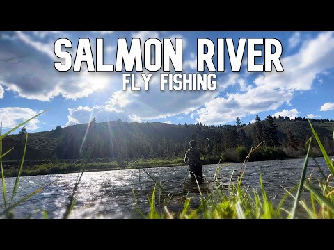 Fly Fishing For Trout on the Salmon River!
