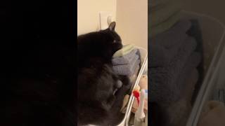 【黒猫】お風呂上がりでタオル使いたい、、、