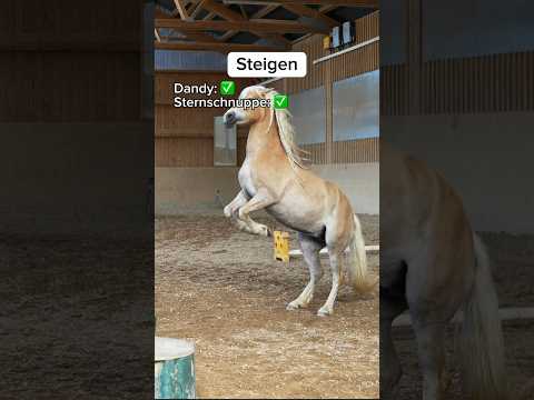 Kampf der Giganten Teil 2 mit @dandylearns  #Pferd #Haflinger #Pony #Challenge #Reiten  #Pferde￼