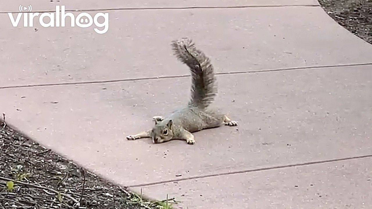 Squirrel Feeling the Heat || ViralHog