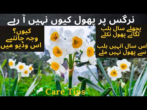 Why Nargis Are Not Flowering | Nargis DeadHeading | Care Tips | Rare Garden | Urdu/हिंदी |
